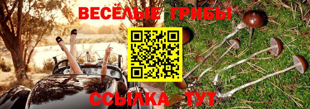 Бор  Псилоцибиновые грибы Psilocybe  Вход с VPN 
